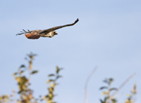 Red tailed Hawk 4976